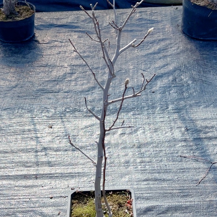 远***合无花朵枫树……枫树