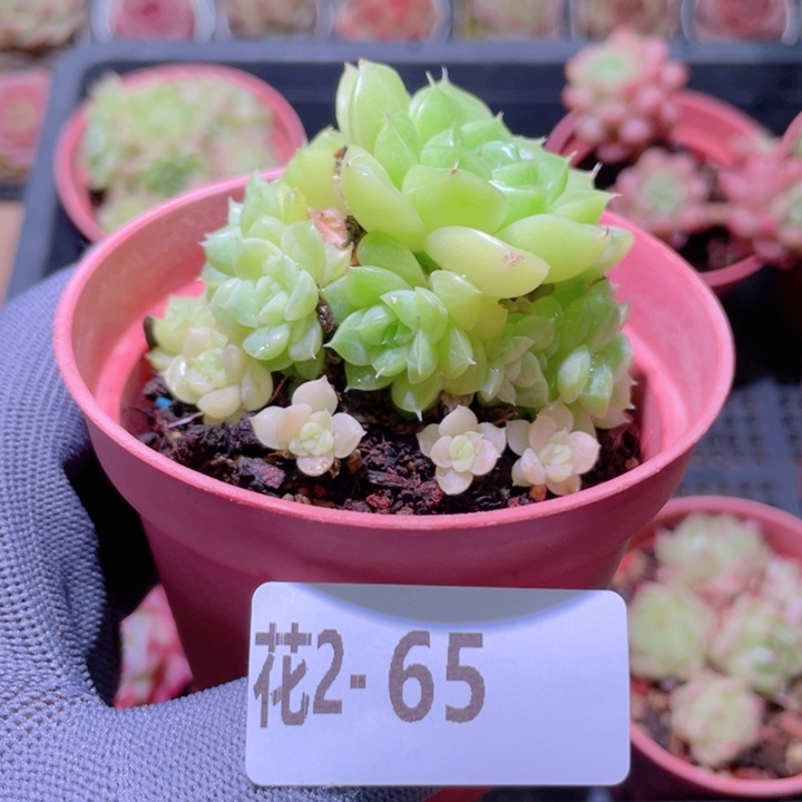 花利美 2-65麦秆群