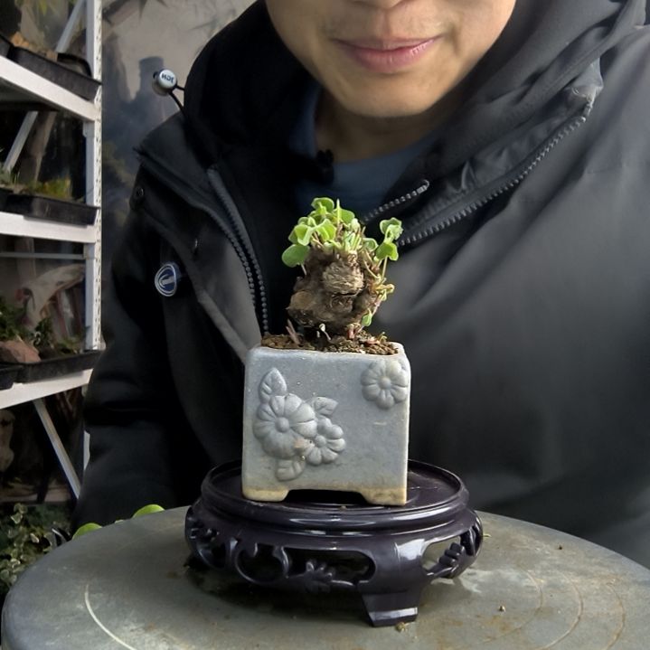 等*~小盆景小植物一物一拍170