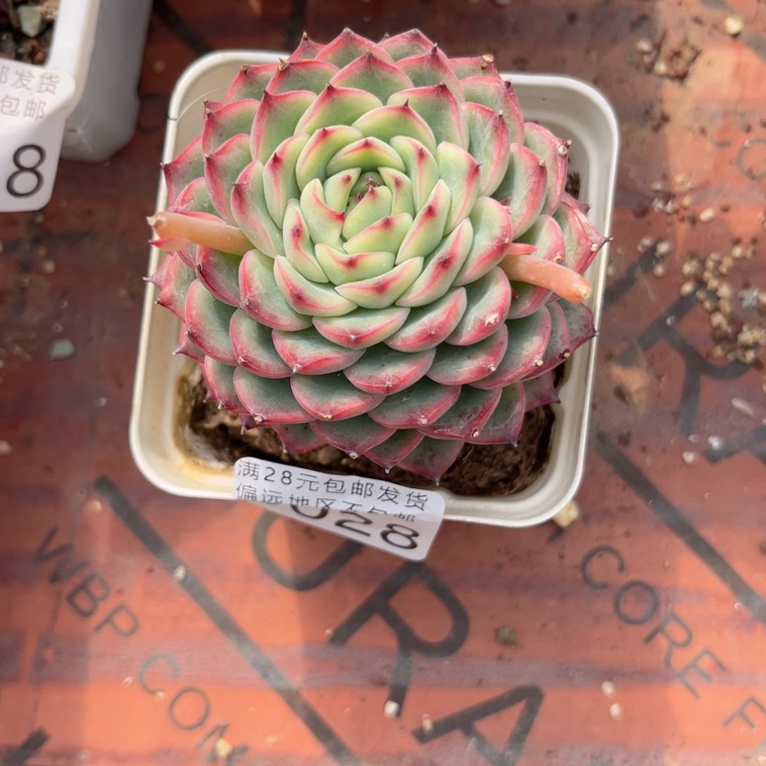 3028、v d h f h b h h