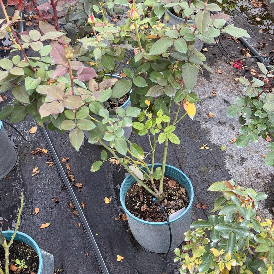 无花朵奶油蛋糕，土球修剪发货