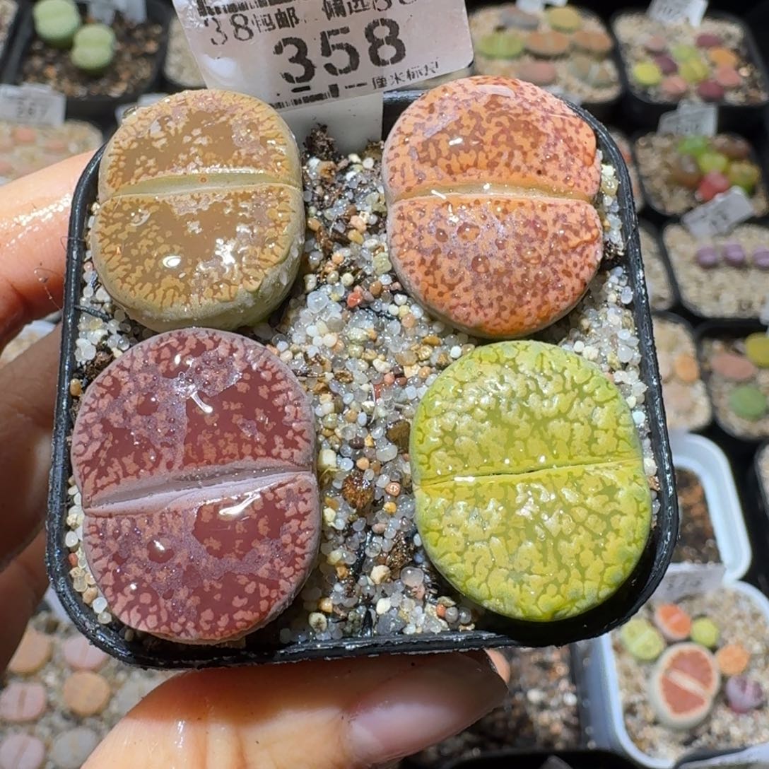 Sss捡漏清仓了358