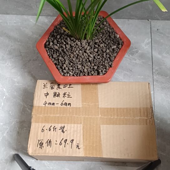 洋***样兰菌黑山土中颗粒6.6斤