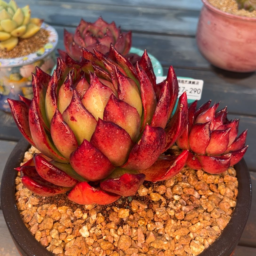 从前慢多肉精选编号0217.290阿姆斯特朗