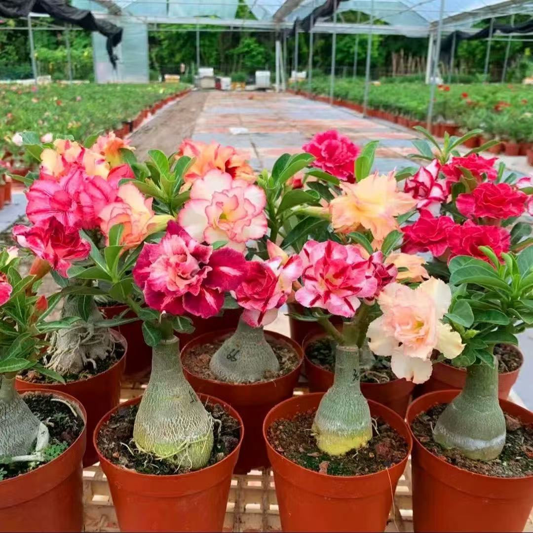 当年开花沙漠玫瑰5年老桩四季开花好养绿植阳台庭院观赏盆栽绿植