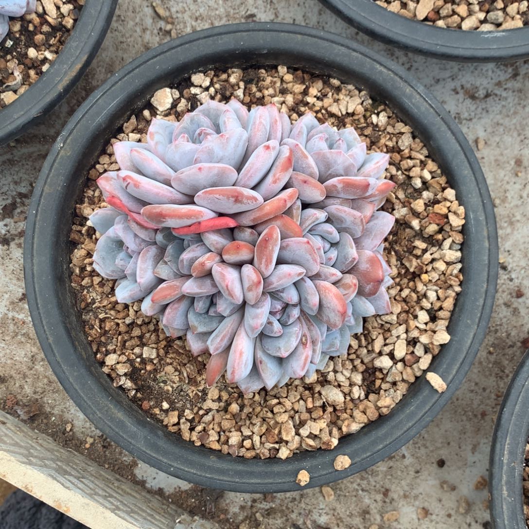 十头石榴籽花花花花