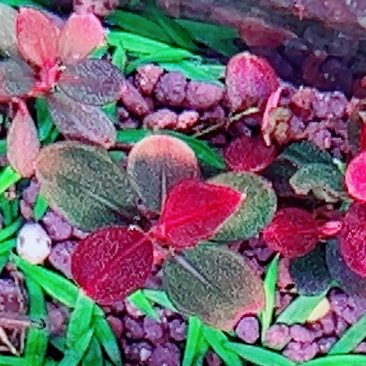 福利32号福利辣椒榕植物一头