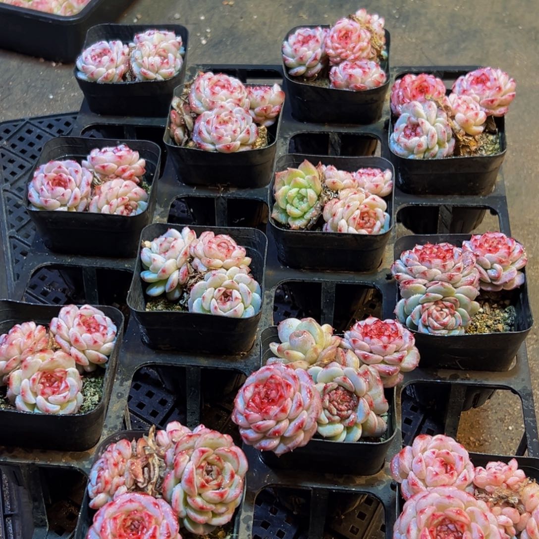 837多肉葡萄的味道是真的