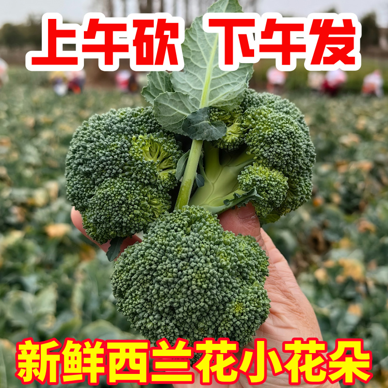 现摘小西兰花耳花花菜新鲜时令蔬菜包邮当季新鲜蔬菜