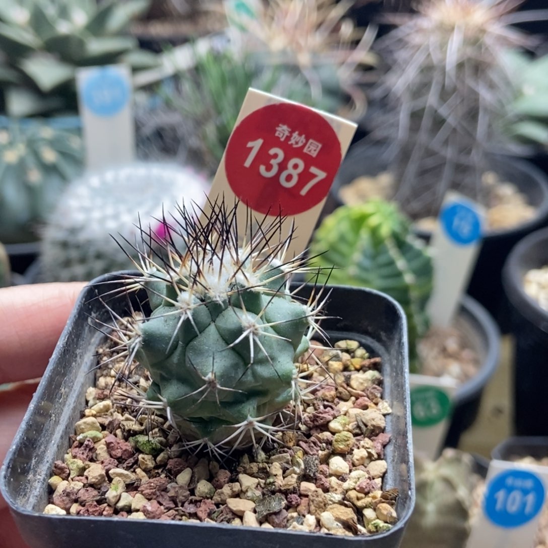 强刺黑枪玉一颗仙人球2.9cm