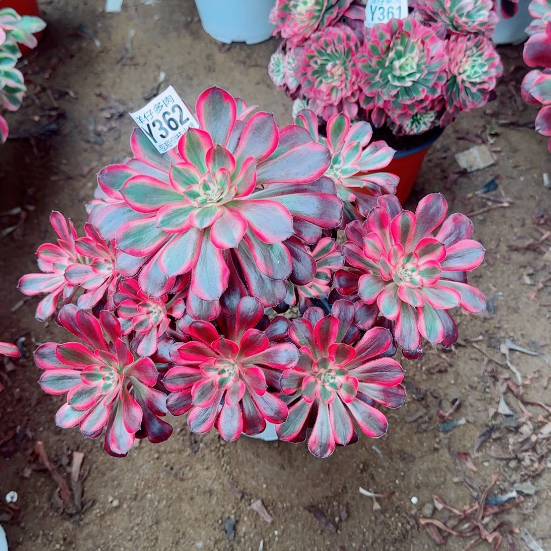 丽娜法师362冠幅25