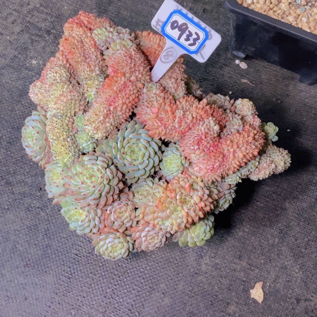 漠***然0933白胖子缀化一颗