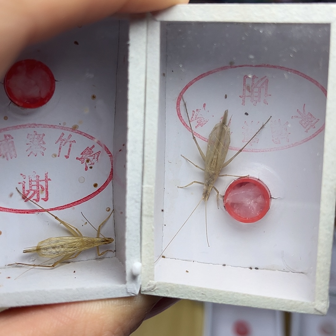 蚂蚁工坊柬埔寨。          