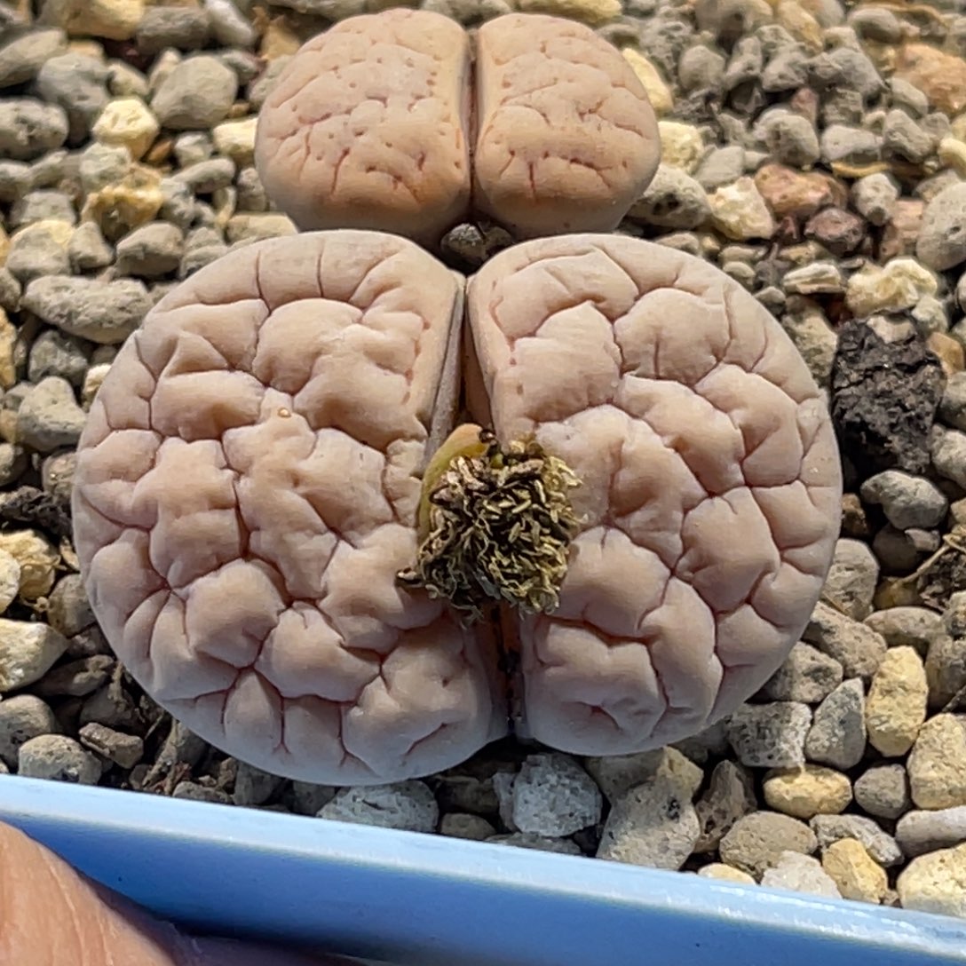 3428粉体凹凸189双头