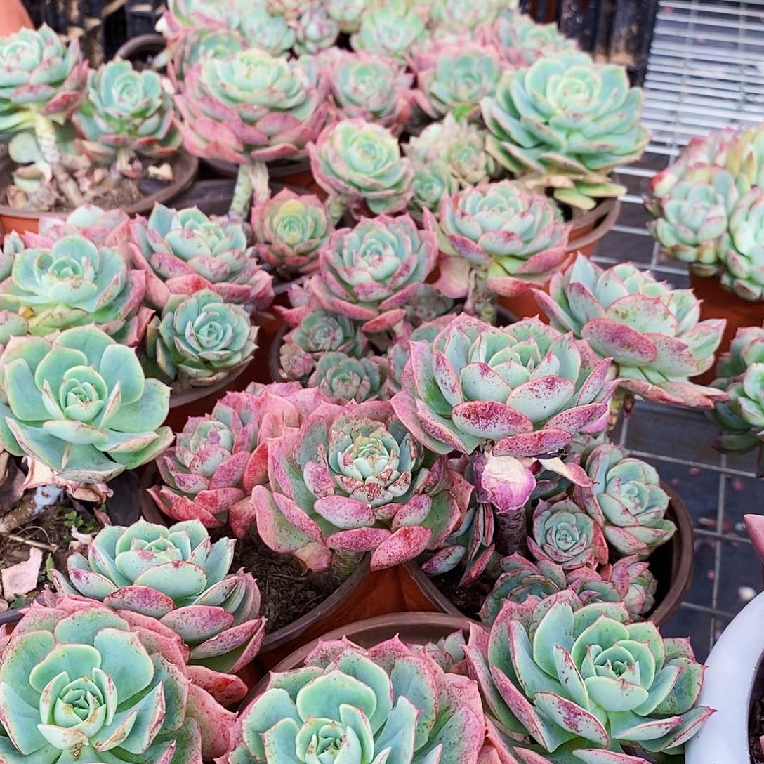 克罗地亚玫瑰花多头群生整桩3盆