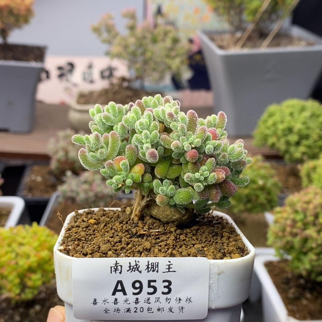 953优选冰晶枝干番杏