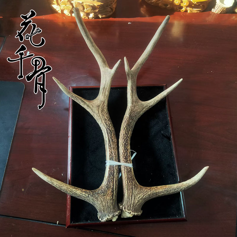 鹿角整枝 雕刻 把玩 手把件 双阳鹿乡养殖鹿工艺品原料