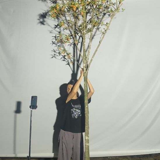 大部分花苞少量开放精选桂花树