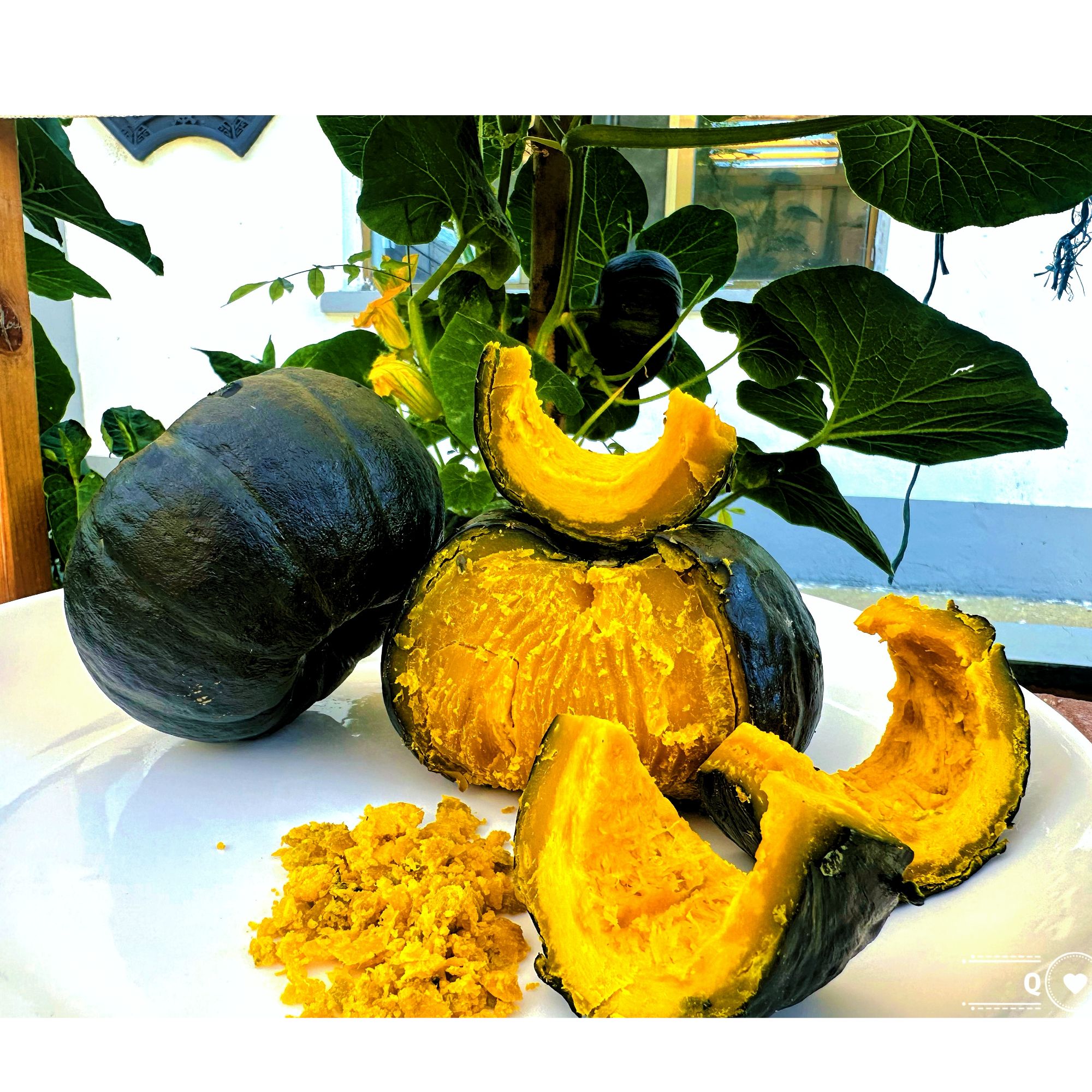 丰禄农业*贝贝南瓜【5-7颗小果】加“关注”回馈粉丝福利套餐（包邮）