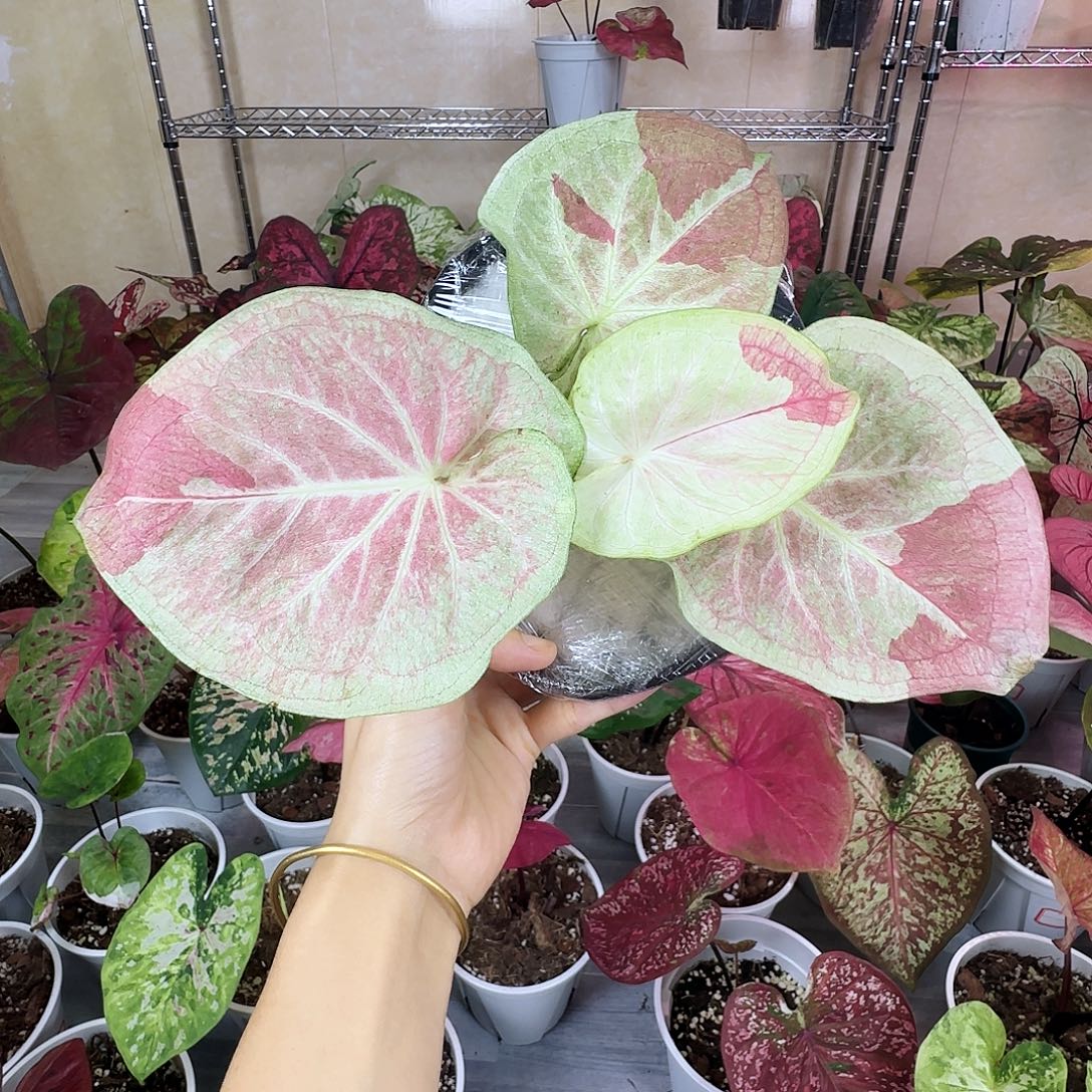 完全开放       102天堂莲花
