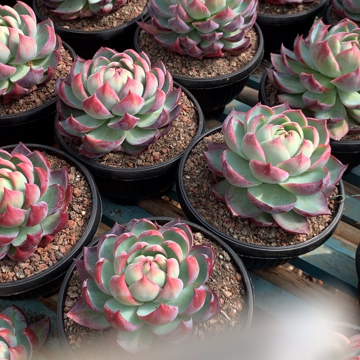 超大惊鸿仙子19.99多肉植物