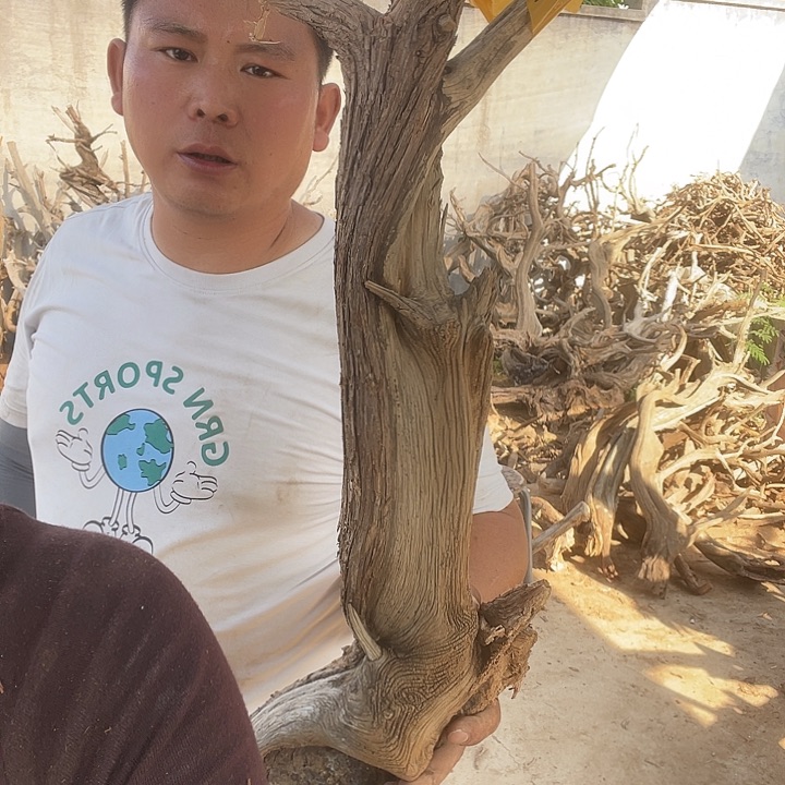 柏木（崖柏）优**舞我在外面