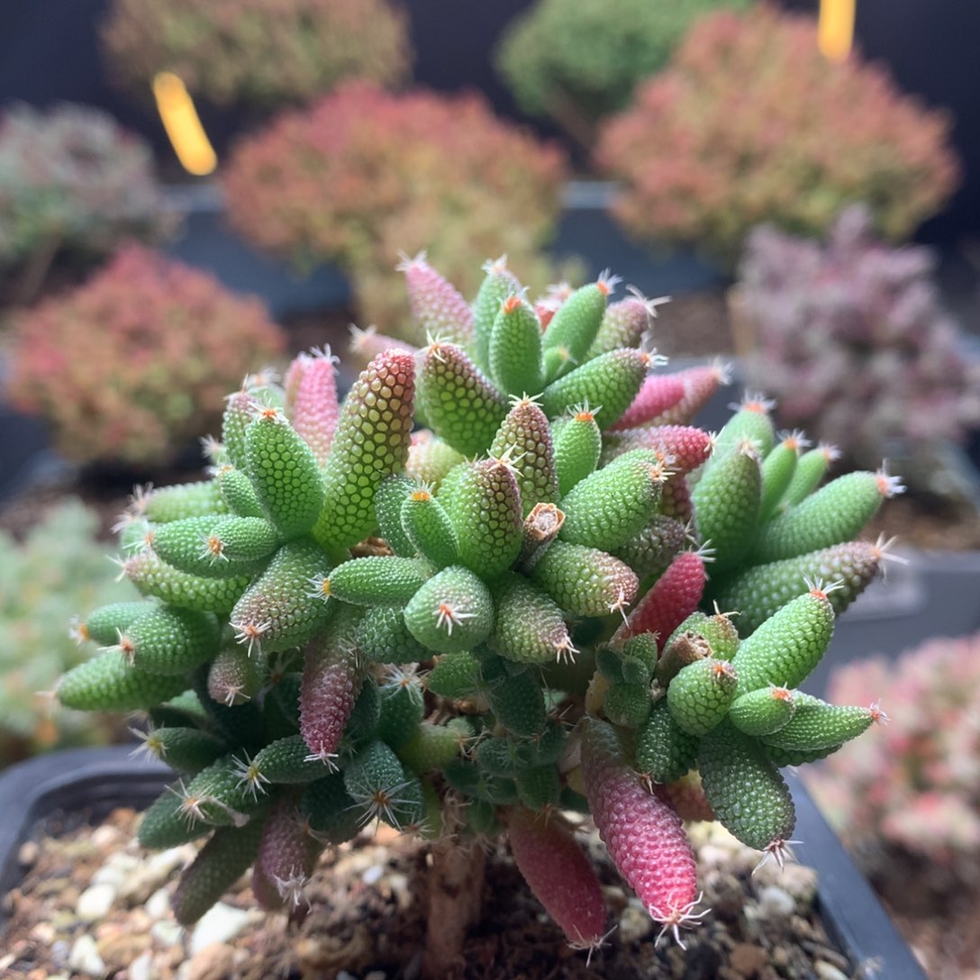 c129玉米枝干番杏