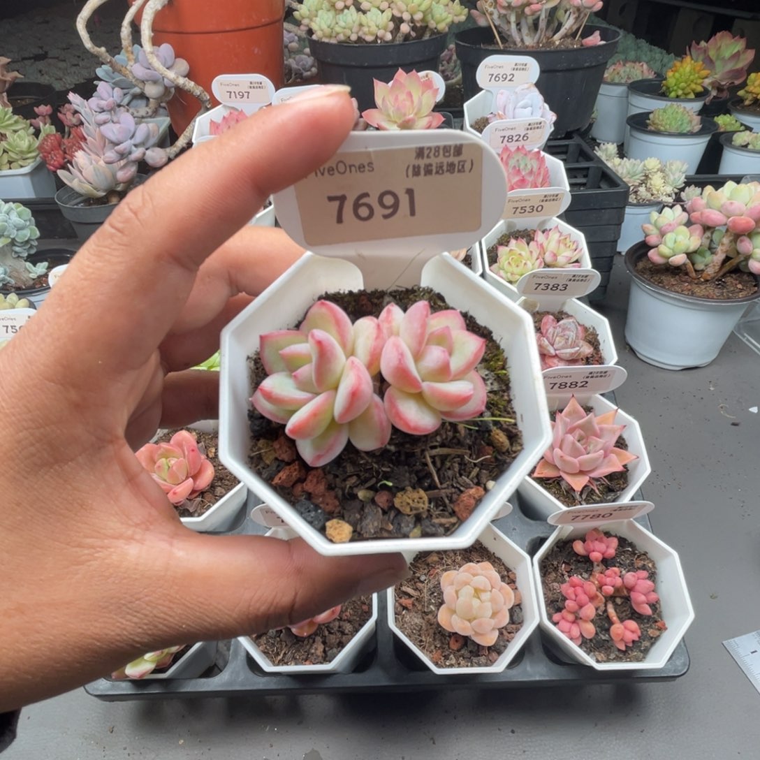 7691奶油泡芙4.5厘米