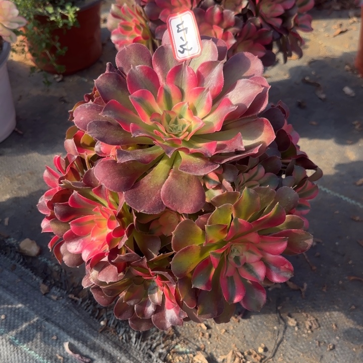 25-23红牡丹的多肉不包售后