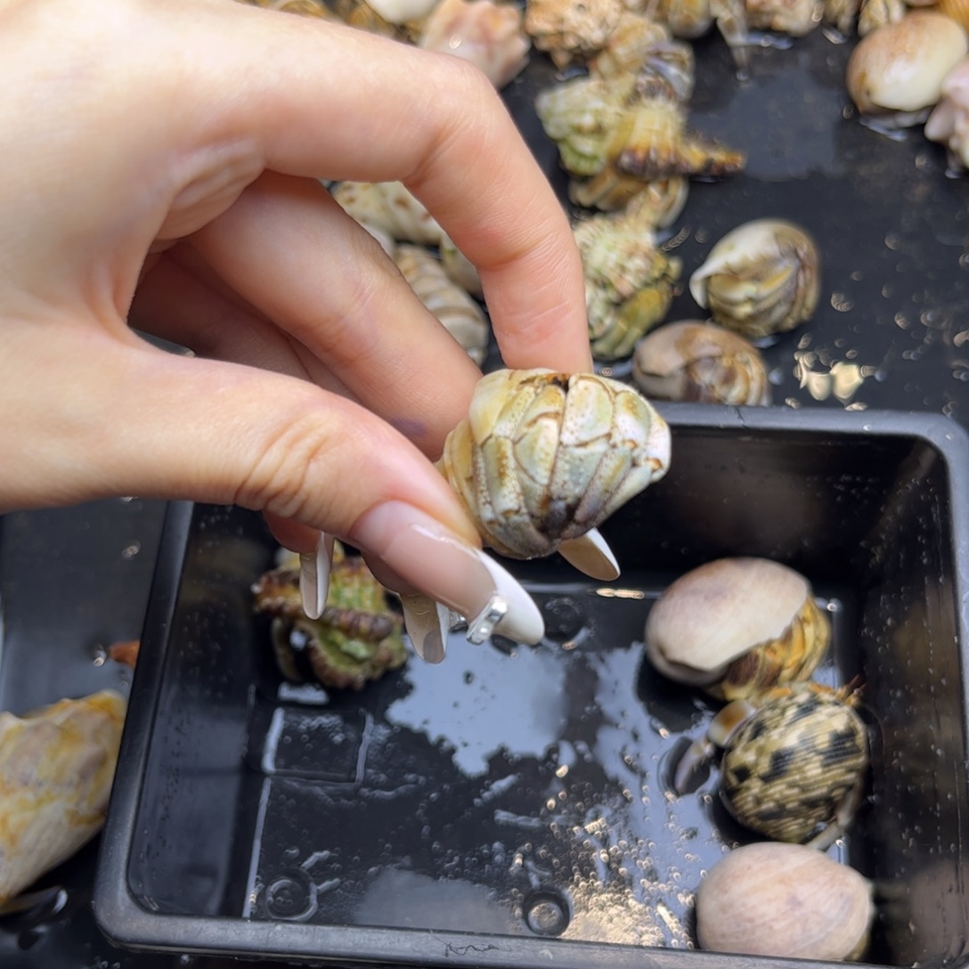 翠绿金肩膀不理不拉2.3口