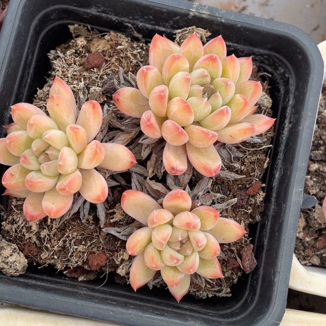 甲骨文三头10公分左右