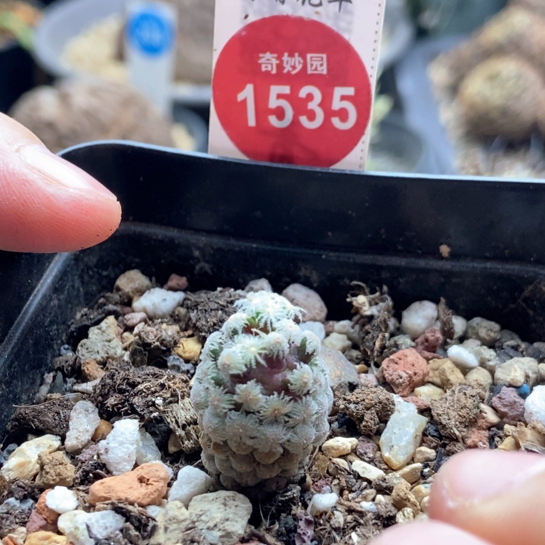 实生黛丝尤一颗仙人球