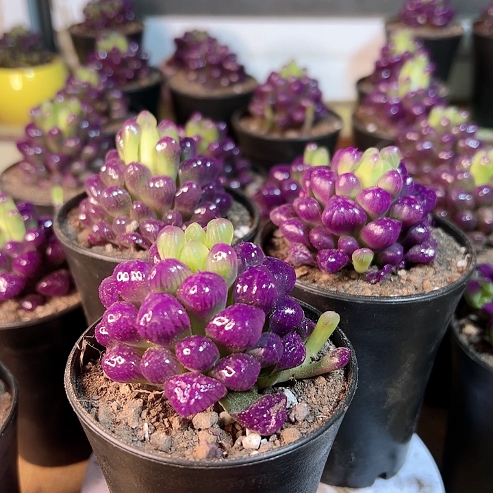 紫宝石玉露多肉锦