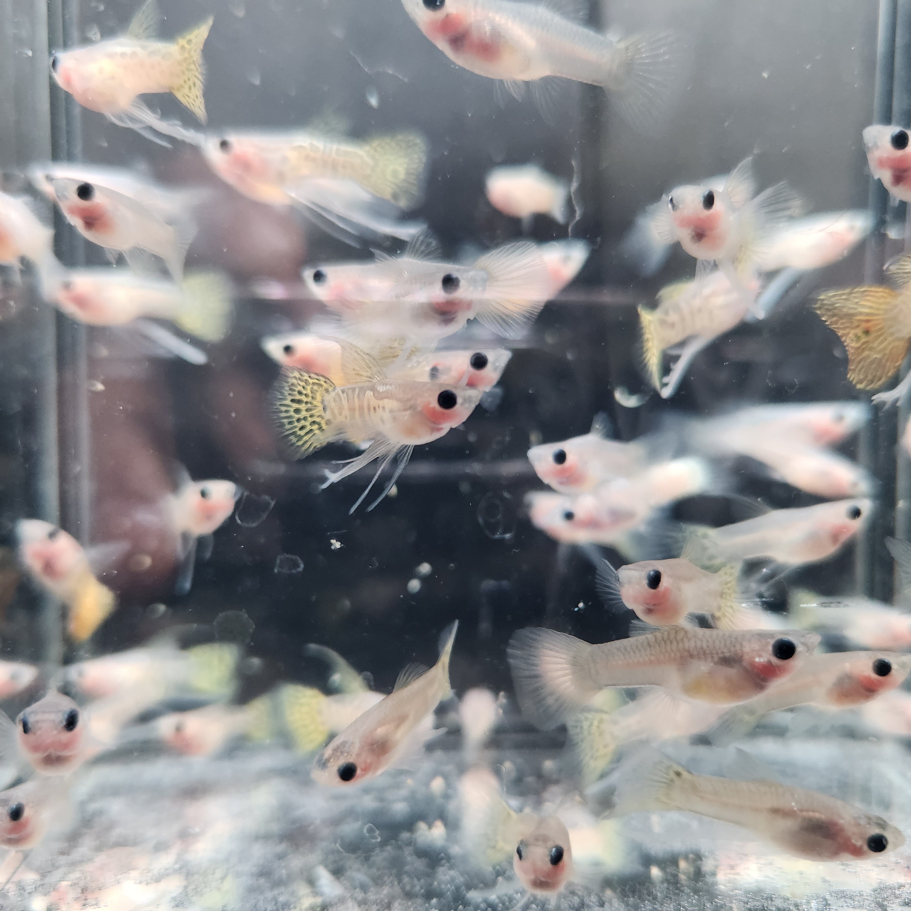 【黄蕾丝玻璃猫缎带（小）】精品孔雀鱼 小型热带胎生观赏鱼