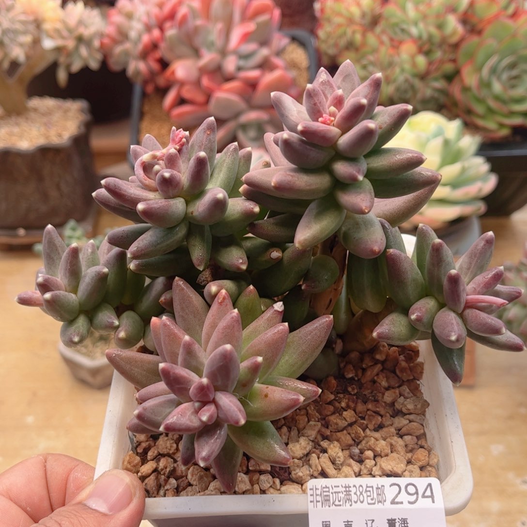 294乌拉克拉德华多肉