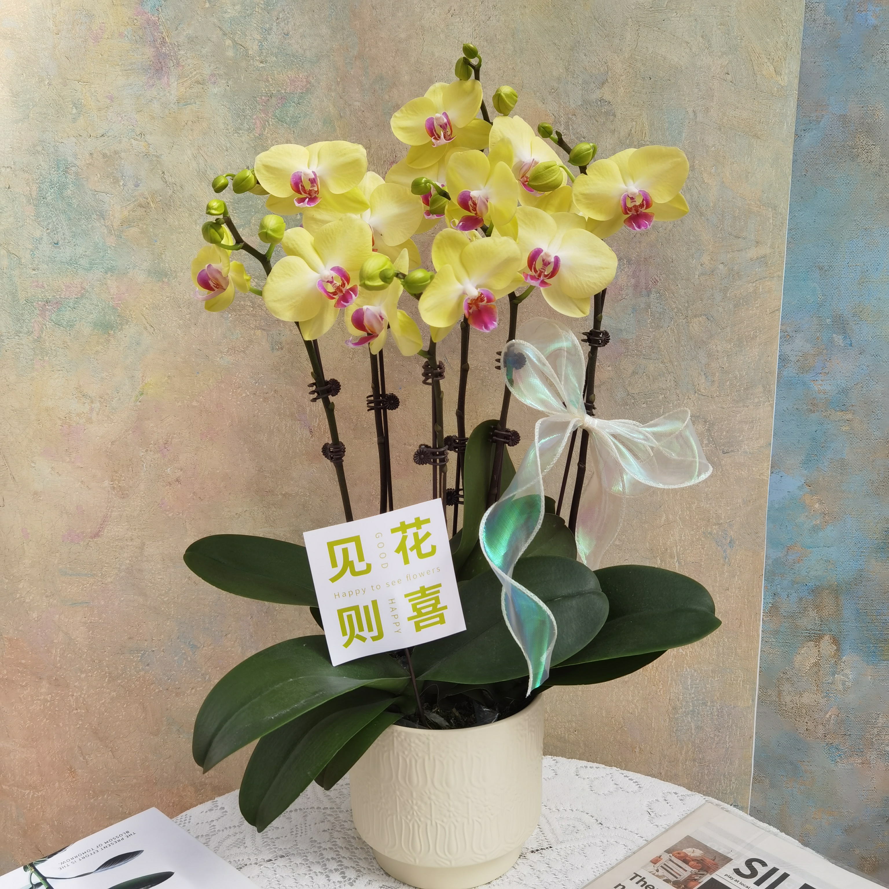 【聚光灯】稀有黄色系蝴蝶兰室内花卉盆栽开花好养花期长