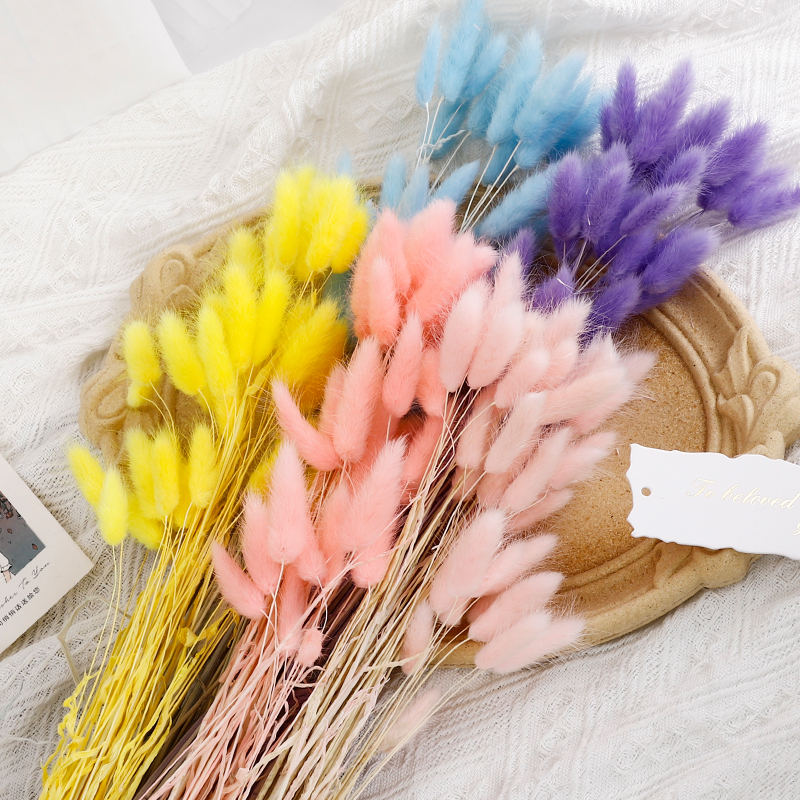 【花喜爱】兔尾草狗尾巴草干花真花永生花鲜花包装花束装饰材料花艺