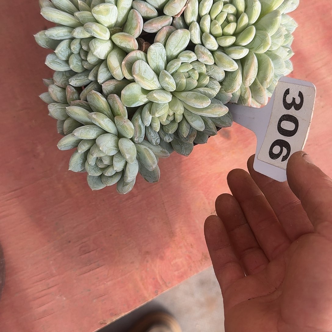 简***乐306百搭翡翠一个一物一拍