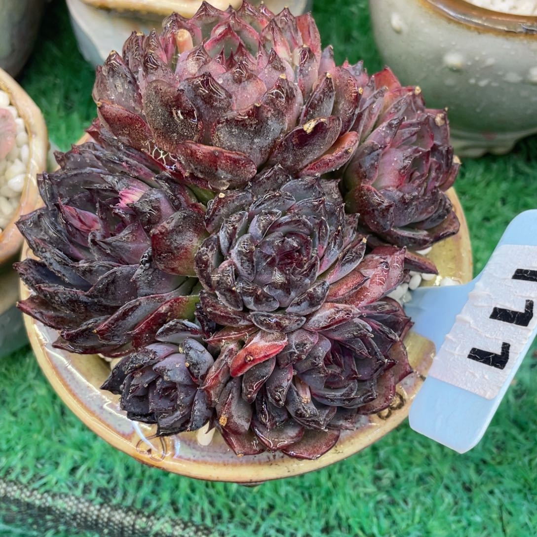 蓝梅多肉植物盆栽