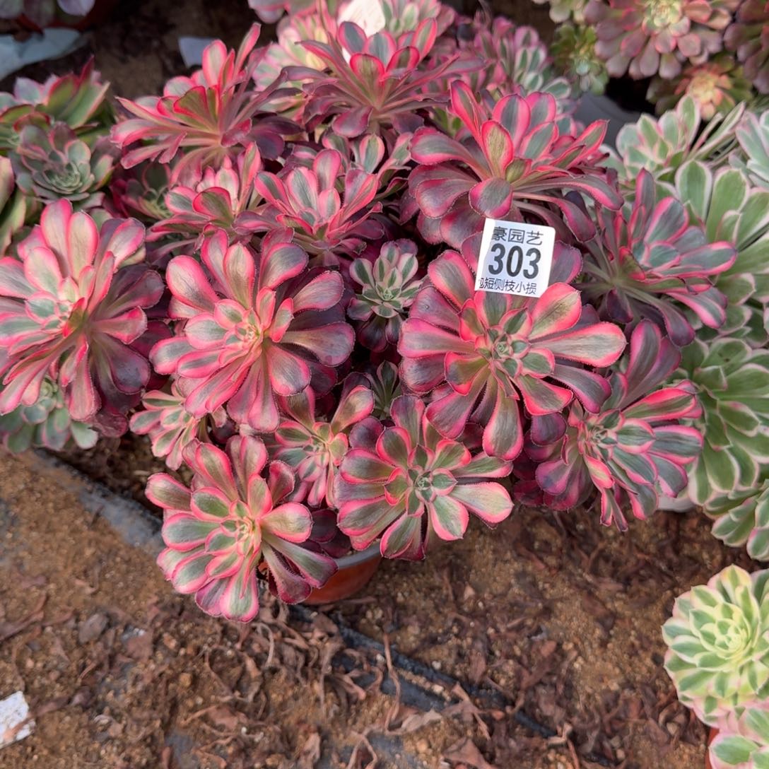 303丽娜官服30左右2