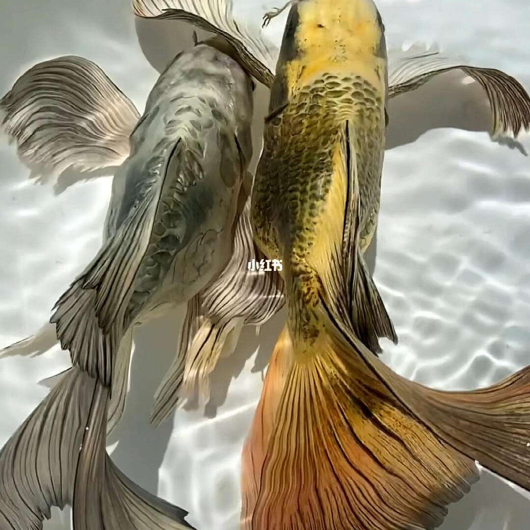 33+公分重金属蝴蝶鲤改价链接(录制完整开箱视频开叉瑕疵无法售后