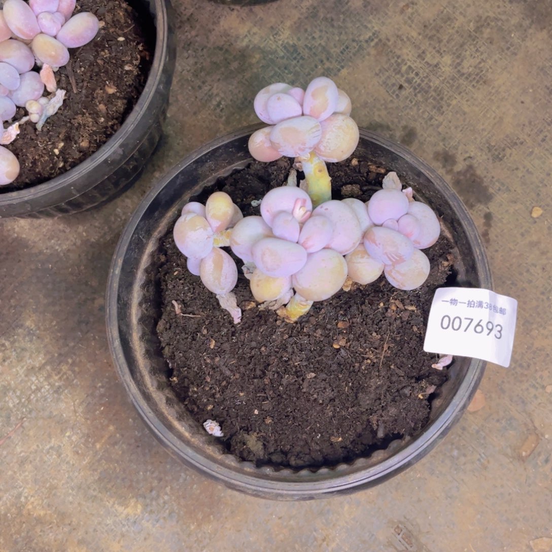 静***默多肉一物一拍7693