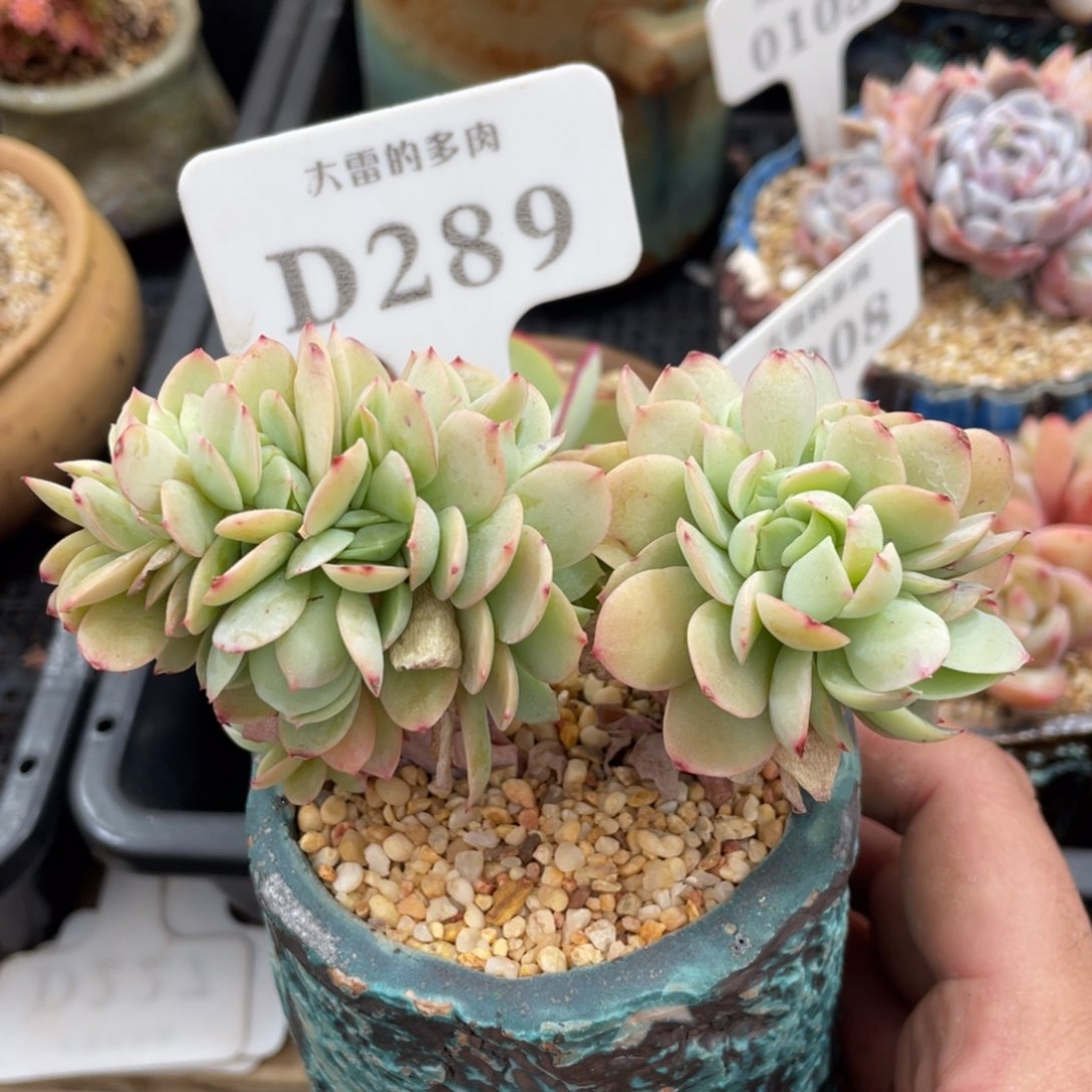 289碧桃缀不带盆11厘米