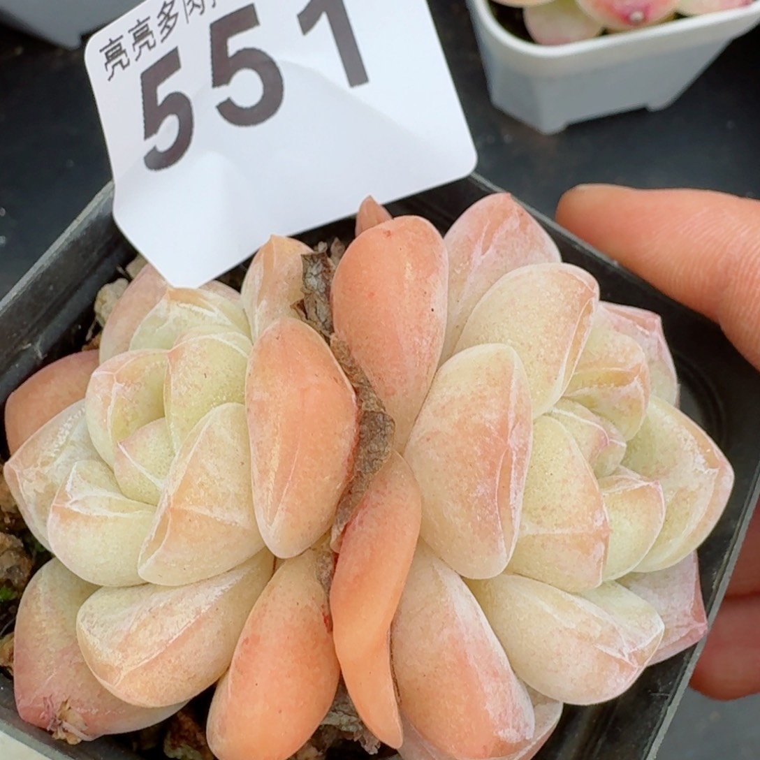 粉冰玉       精品多肉