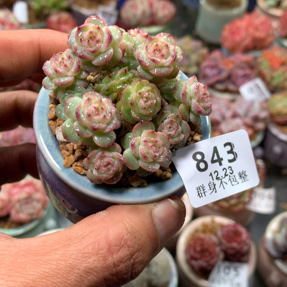 精控拇指盆12.23843