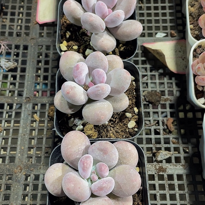 单头大奶酪带盆土发