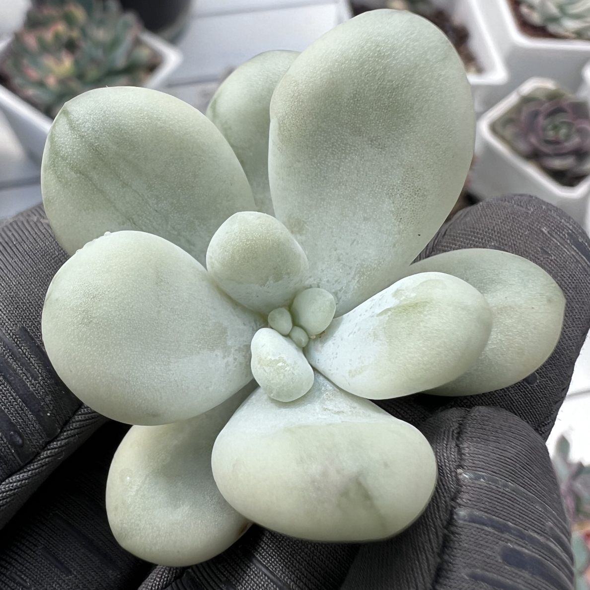 正版马卡龙锦，覆轮锦砍头