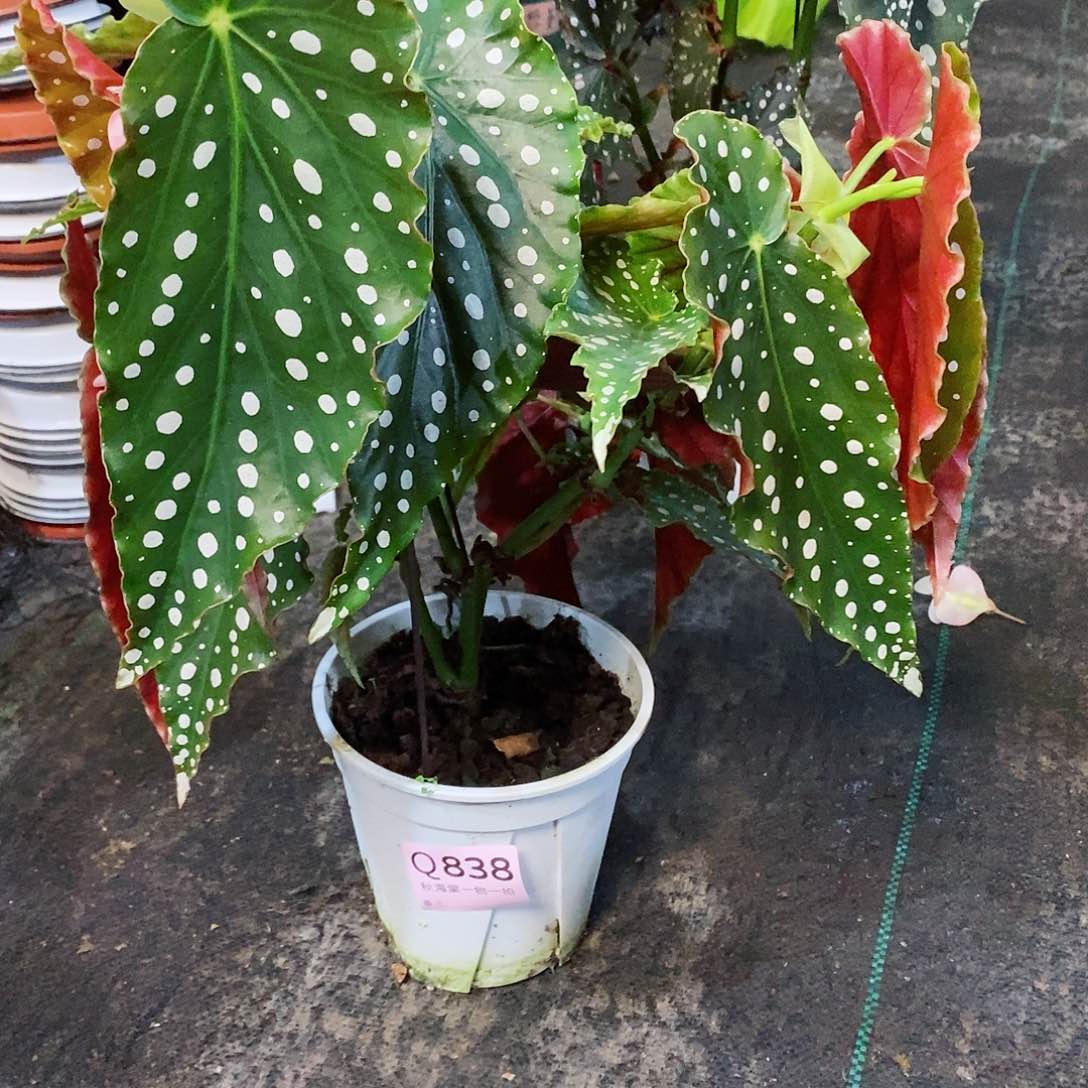 不开花植物尹*童秋海棠838