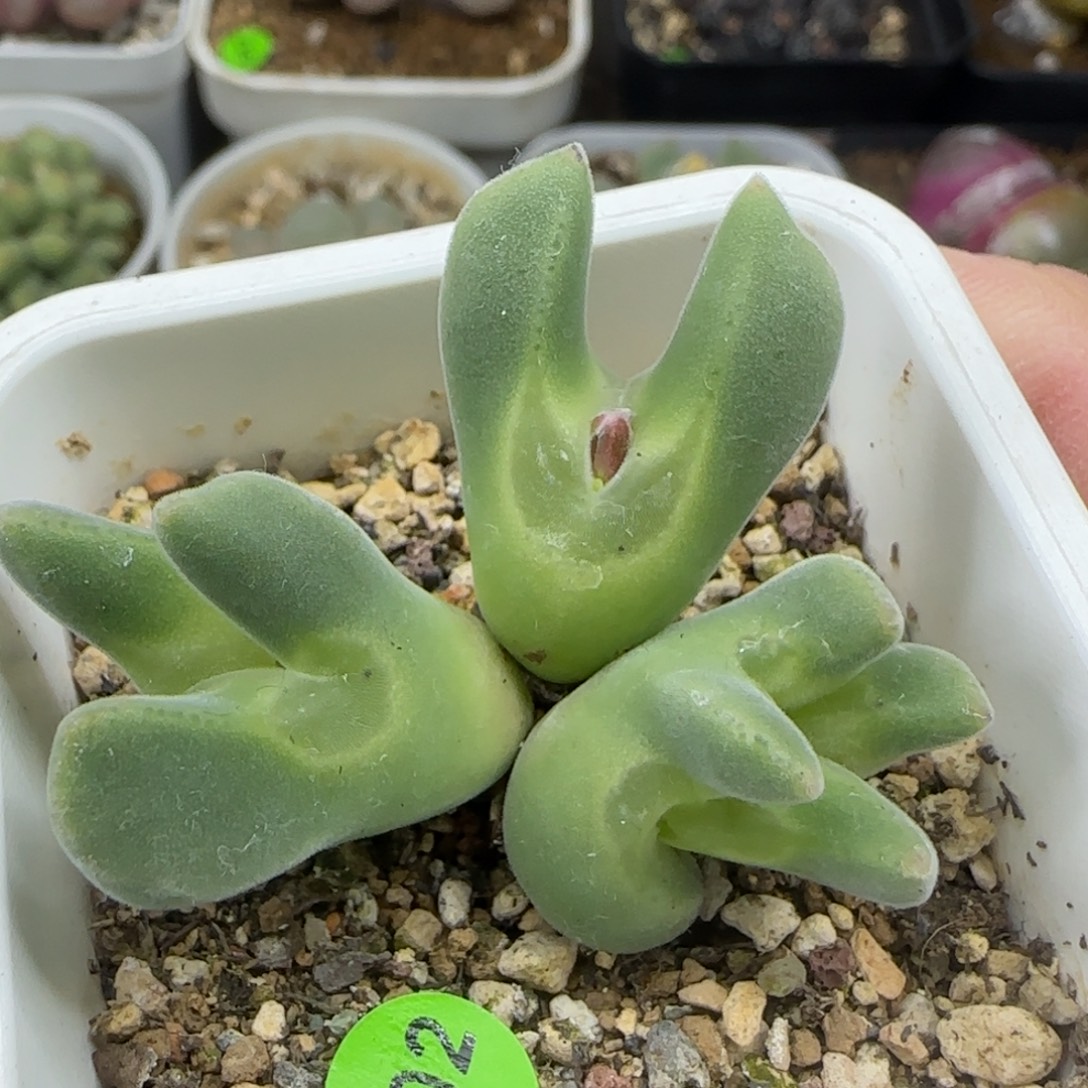 大眼睛空蝉群缀化变异