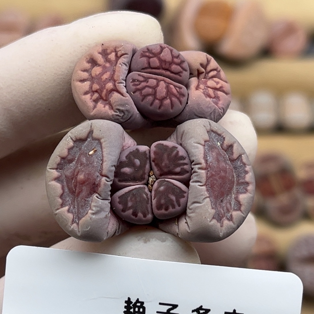 ****路2306号一首两个紫菊